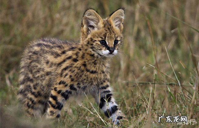 世界十大最凶的猫排名 帕拉斯猫500万年未进化