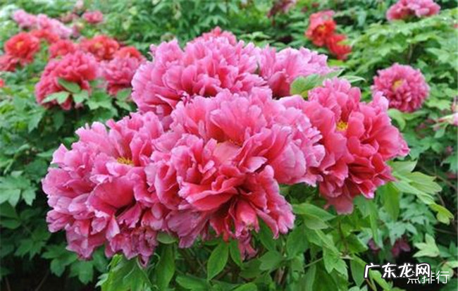 洛阳十大特产 洛阳特产有哪些