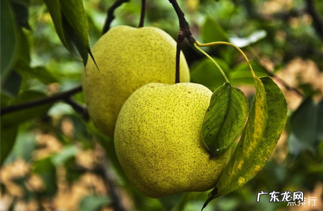 洛阳十大特产 洛阳特产有哪些