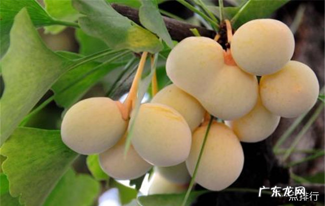 洛阳十大特产 洛阳特产有哪些