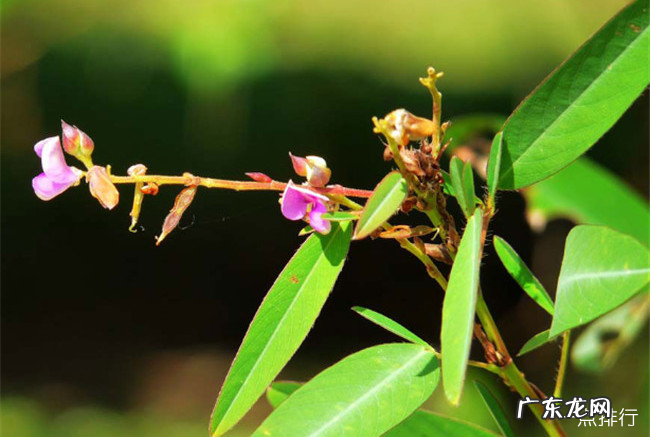 奇特的植物有哪些 世界十大奇特植物排行