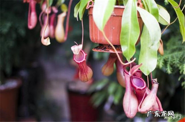 奇特的植物有哪些 世界十大奇特植物排行