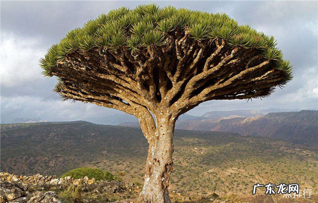 奇特的植物有哪些 世界十大奇特植物排行