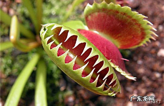 奇特的植物有哪些 世界十大奇特植物排行