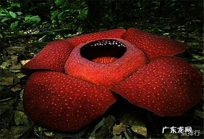 奇特的植物有哪些 世界十大奇特植物排行