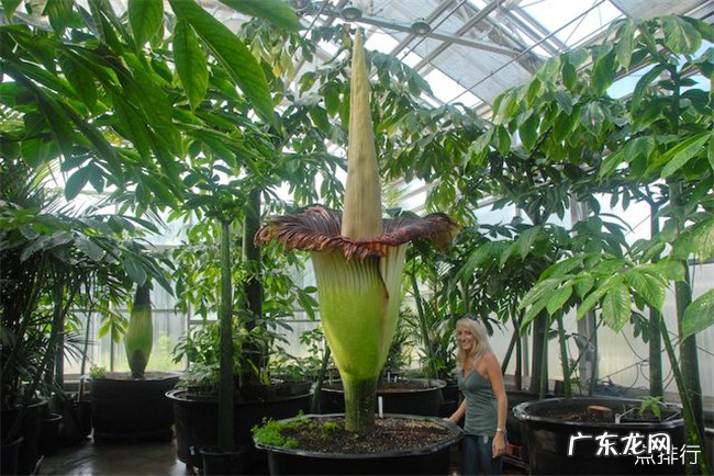 奇特的植物有哪些 世界十大奇特植物排行