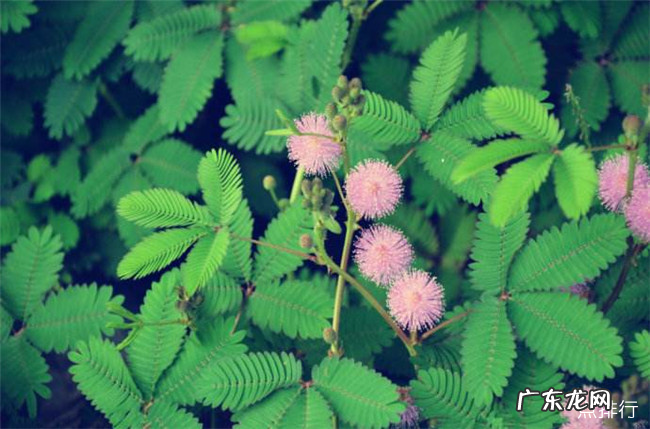 奇特的植物有哪些 世界十大奇特植物排行