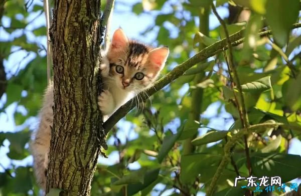 世界十大最可爱动物 小猫占据第一名!