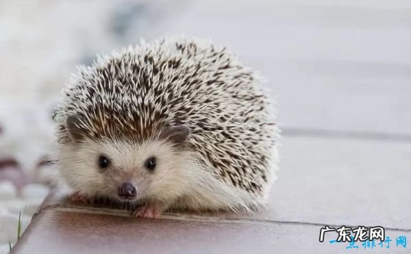 世界十大最可爱动物 小猫占据第一名!