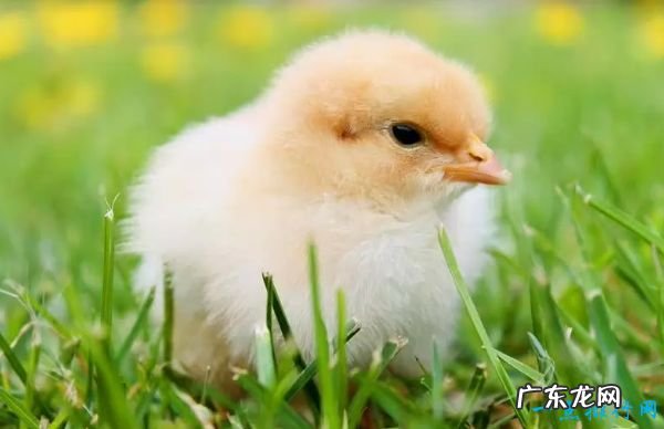 世界十大最可爱动物 小猫占据第一名!