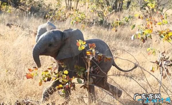 世界十大最可爱动物 小猫占据第一名!