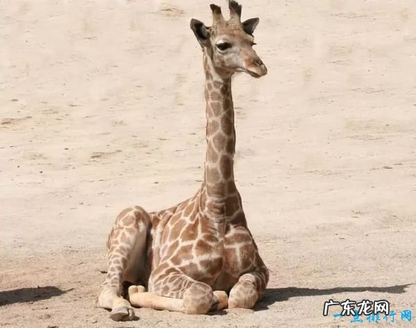 世界十大最可爱动物 小猫占据第一名!