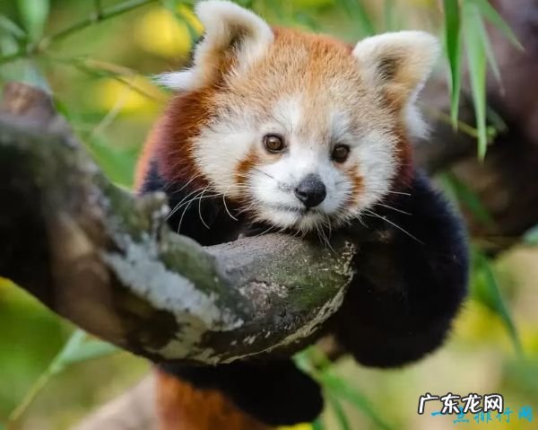 世界十大最可爱动物 小猫占据第一名!