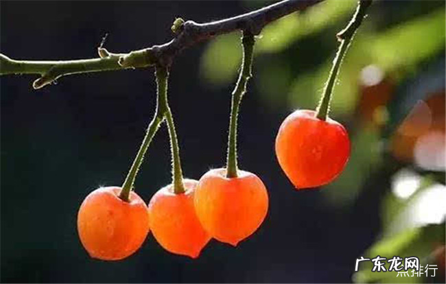 连云港十大特产 连云港有什么特产