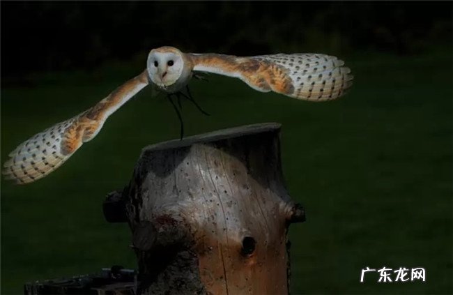 世界上最美的十大夜行动物 第一名还被当做宠物