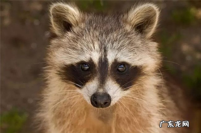 世界上最美的十大夜行动物 第一名还被当做宠物