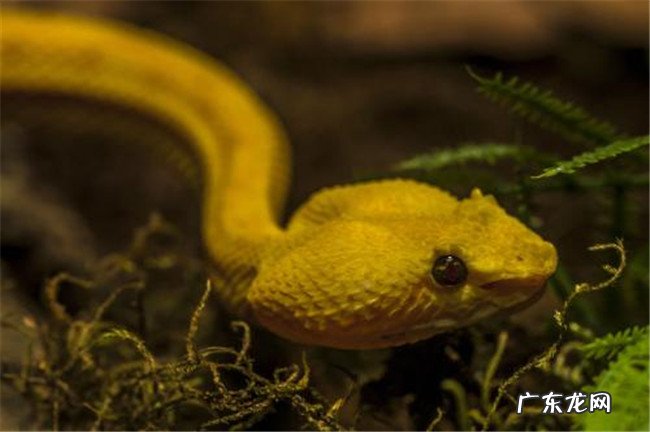 世界上最美的十大夜行动物 第一名还被当做宠物