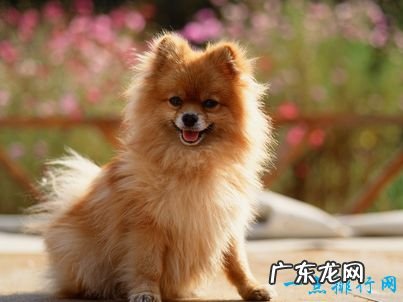 寿命最长的狗 有活了30岁的狗狗