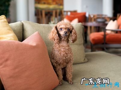 寿命最长的狗 有活了30岁的狗狗