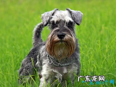 寿命最长的狗 有活了30岁的狗狗