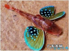 世界上最漂亮的鱼，绿鳍鱼长有蝴蝶状翅膀