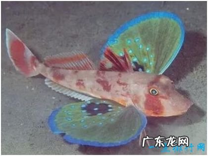 世界上最漂亮的鱼,绿鳍鱼长有蝴蝶状翅膀