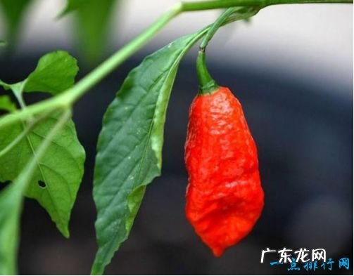 世界最辣的辣椒 娜迦毒蛇堪称辣椒中的战斗椒让人生不如死