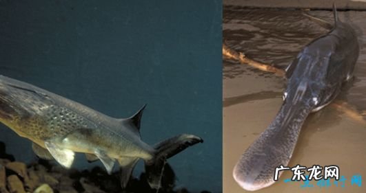 世界上最大的淡水鱼 重达1521斤