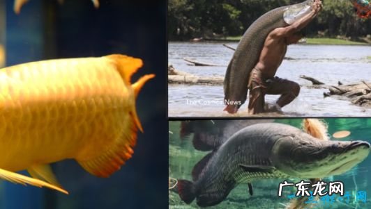 世界上最大的淡水鱼 重达1521斤
