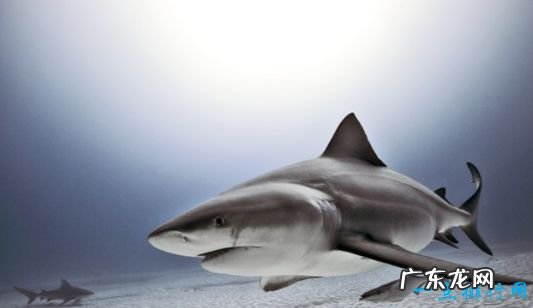 世界上最大的淡水鱼 重达1521斤