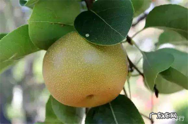 深圳十大特产 深圳特产有哪些容易带