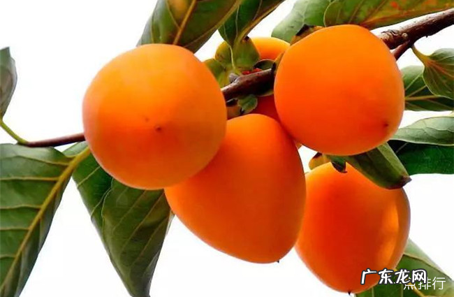 深圳十大特产 深圳特产有哪些容易带