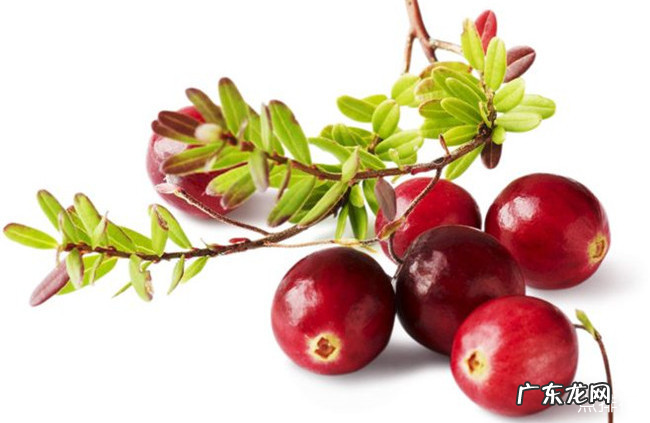 浆果类水果有哪些 十种对人体有益的浆果大全