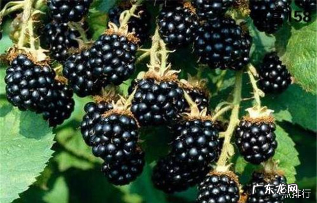 浆果类水果有哪些 十种对人体有益的浆果大全