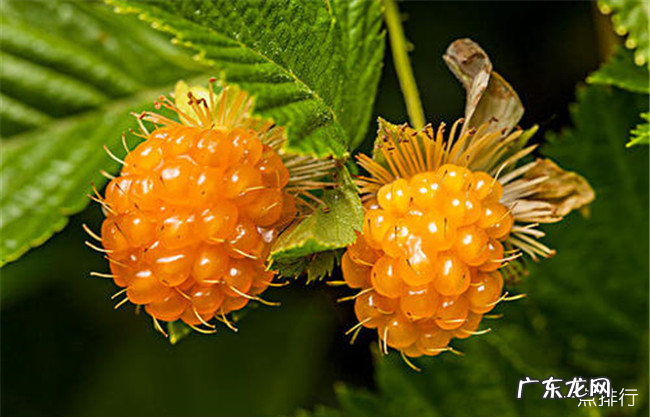 浆果类水果有哪些 十种对人体有益的浆果大全