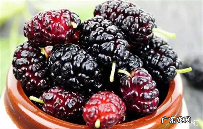 浆果类水果有哪些 十种对人体有益的浆果大全