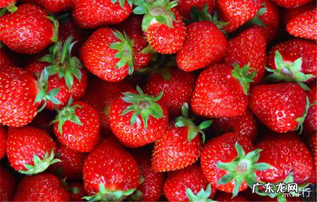 浆果类水果有哪些 十种对人体有益的浆果大全