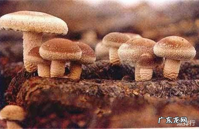 兰州十大特产 兰州特产有哪些可以带