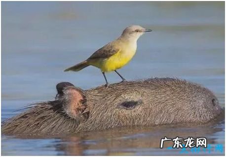 世界上最大的啮齿动物,水豚肩高半米以上