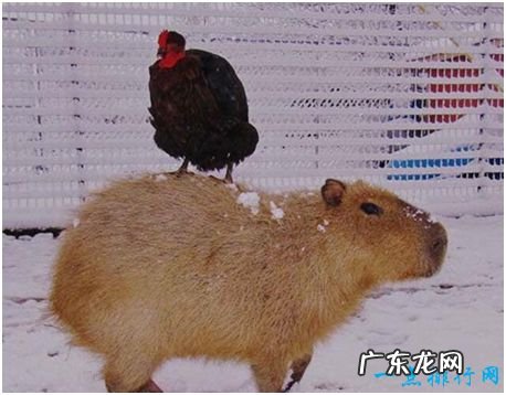 世界上最大的啮齿动物,水豚肩高半米以上