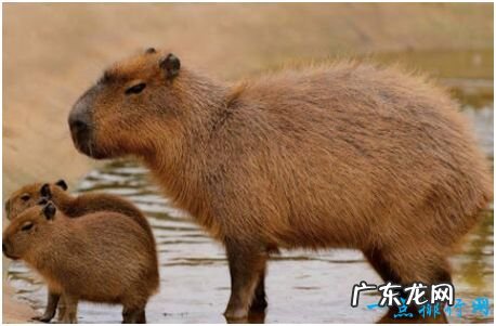 世界上最大的啮齿动物,水豚肩高半米以上