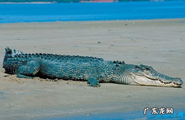 十种世界上最大的动物 体积最大的是蓝鲸!