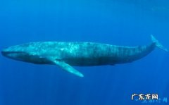 十种世界上最大的动物 体积最大的是蓝鲸！