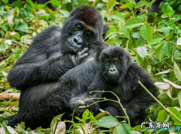 十种世界上最大的动物 体积最大的是蓝鲸!