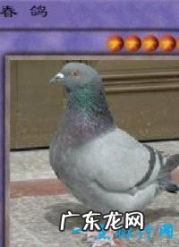 网络十大神兽 你知道哪几个