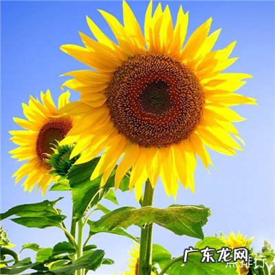 微信最吉利的好看头像 2019风水上最好的微信头像