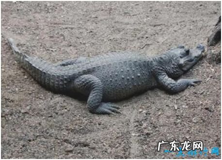 世界上最小的鳄鱼，非洲侏儒鳄体长仅1.5米左右