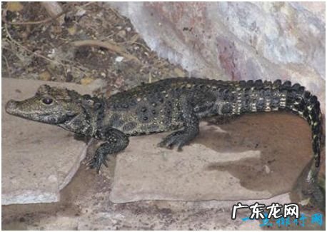 世界上最小的鳄鱼，非洲侏儒鳄体长仅1.5米左右
