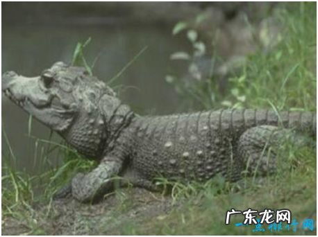 世界上最小的鳄鱼，非洲侏儒鳄体长仅1.5米左右