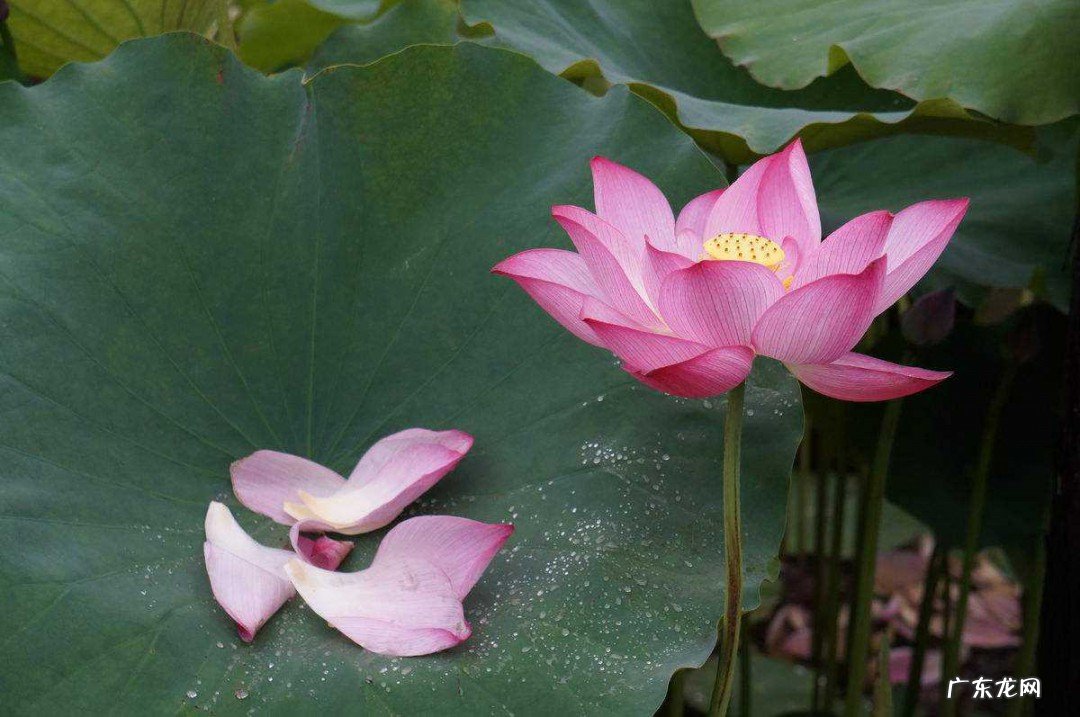 描写莲花的古诗词